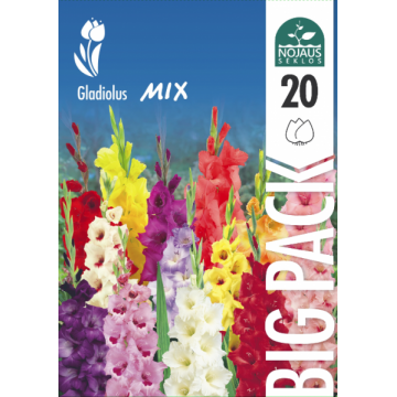 Gladiool Mix BIG PACK 20tk