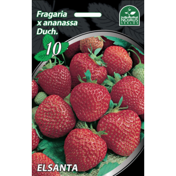 50tk Elsanta maasikataimed...