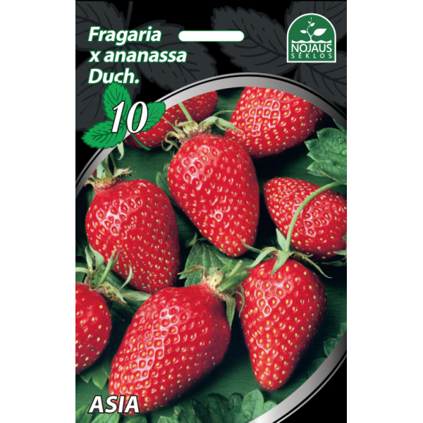 10tk Asia Frigo maasikataimed