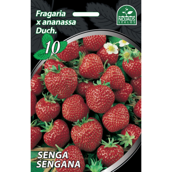 Braškės Senga Sengana 1 dėžė (600vnt.)