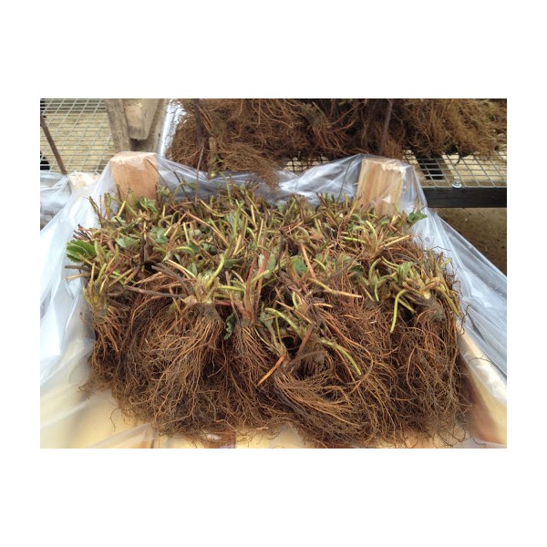 Maasikad Frigo Gariguette 1 karp  (600vnt.)