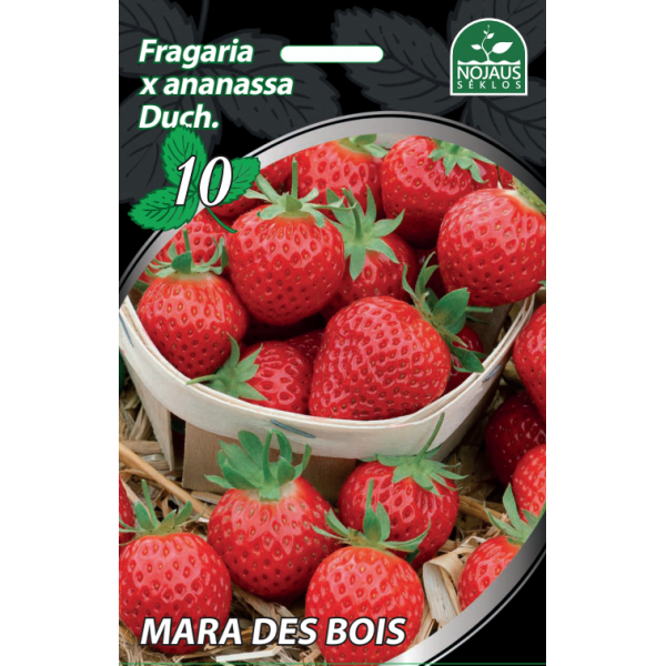 Braškės Mara des Bois A 1 dėžė (600vnt.)