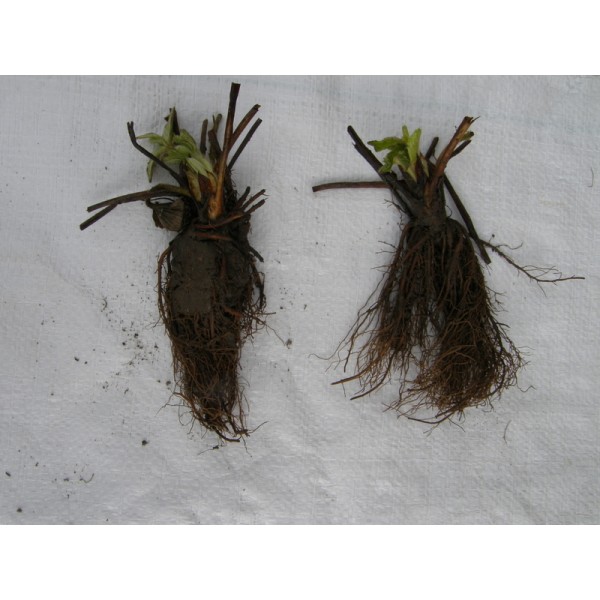 Maasikad Lambada A 1 kast  (600vnt.)