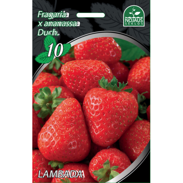 Maasikad Lambada A 1 kast  (600vnt.)