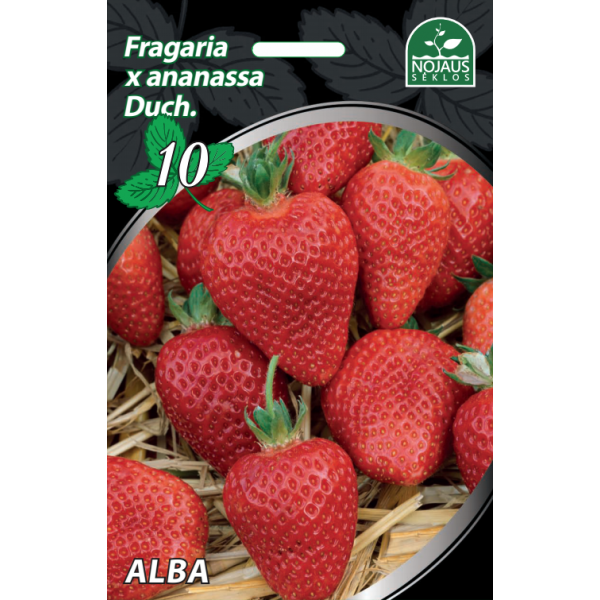 Maasikad Alba A 1 karp (600 tükki)