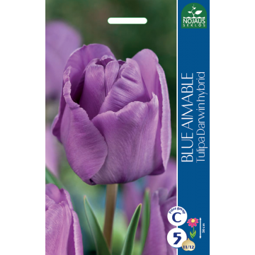 TULP BLUE AIMABLE