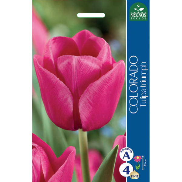TULP COLORADO