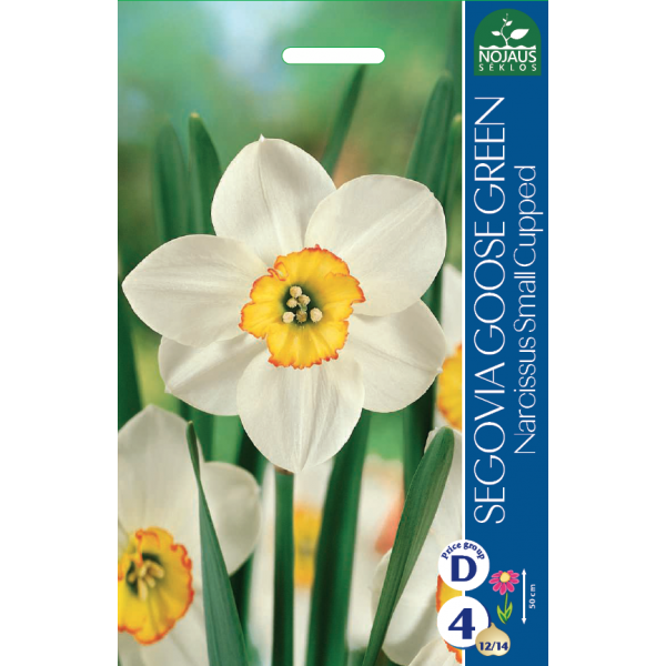 NARCISSUS SEGOVIA GOOSE GREEN