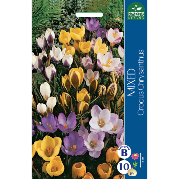 Crocus MIX CRYSANTHUS