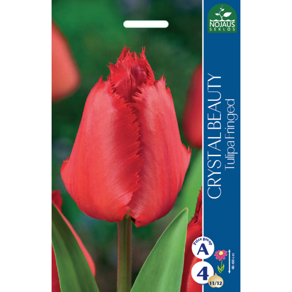 TULP CRYSTAL BEAUTY
