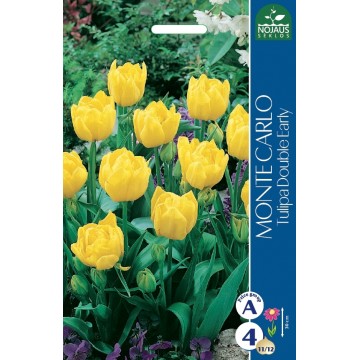 TULP MONTE CARLO
