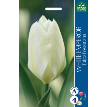 TULP WHITE EMPEROR