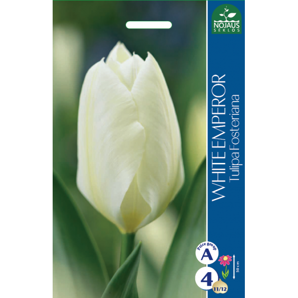TULP WHITE EMPEROR