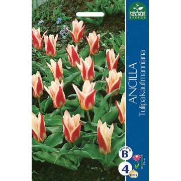 TULP ANCILLA