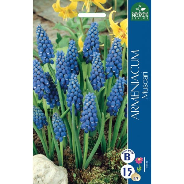 Muscari ARMENIACUM