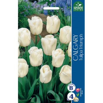 TULP CALGARY