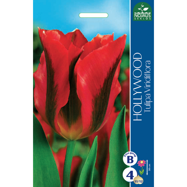 TULP HOLLYWOOD