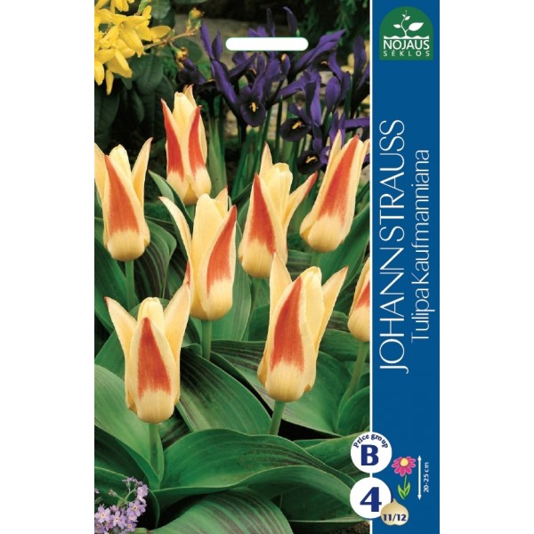 TULP JOHANN STRAUSS
