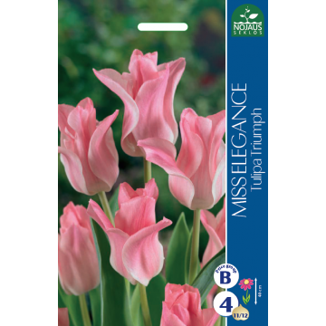 TULP MISS ELEGANCE