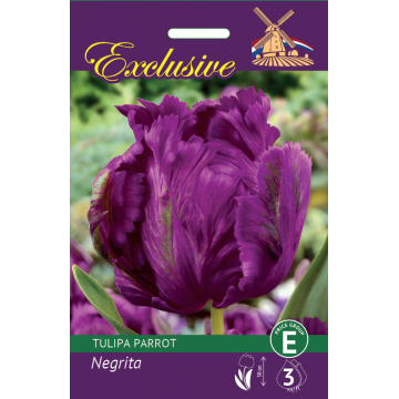 TULP EXCLUSIVE PARROT NEGRITA