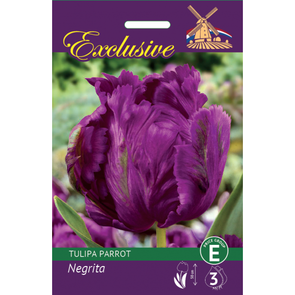 TULP EXCLUSIVE PARROT NEGRITA