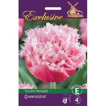 TULP EXCLUSIVE QUEENSLAND