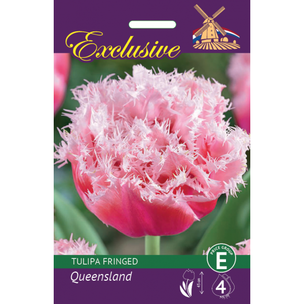 TULP EXCLUSIVE QUEENSLAND