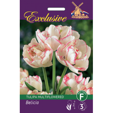 TULP EXCLUSIVE BELICIA