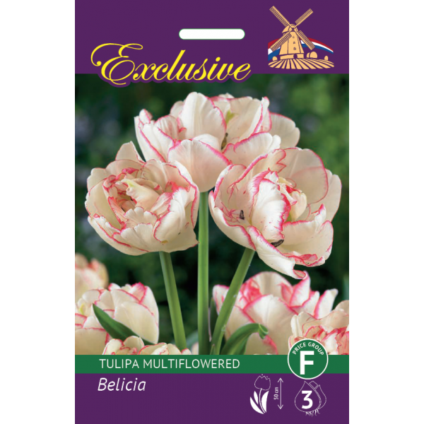 TULP EXCLUSIVE BELICIA