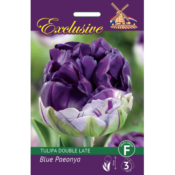 TULP EXCLUSIVE BLUE PAEONYA