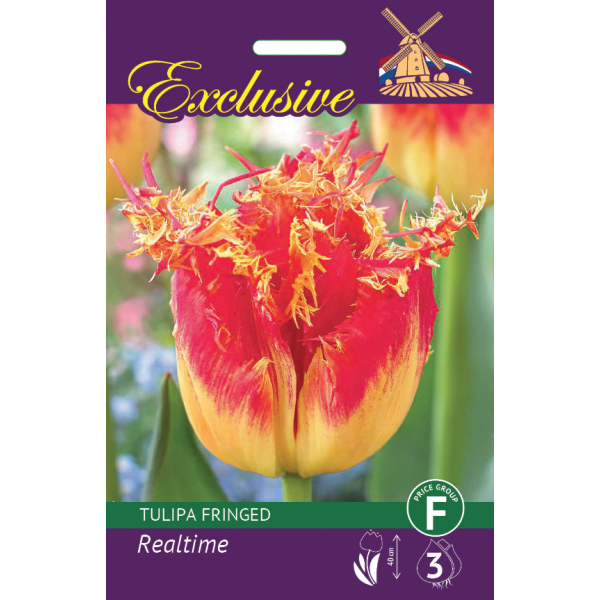 TULP EXCLUSIVE REALTIME