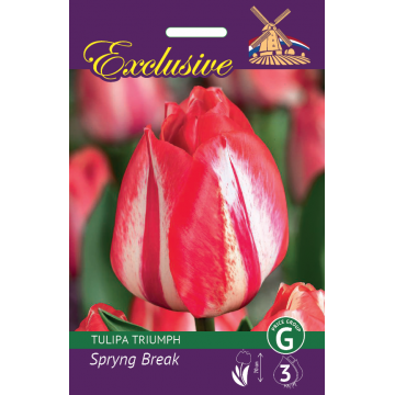 TULP EXCLUSIVE SPRYNG BREAK