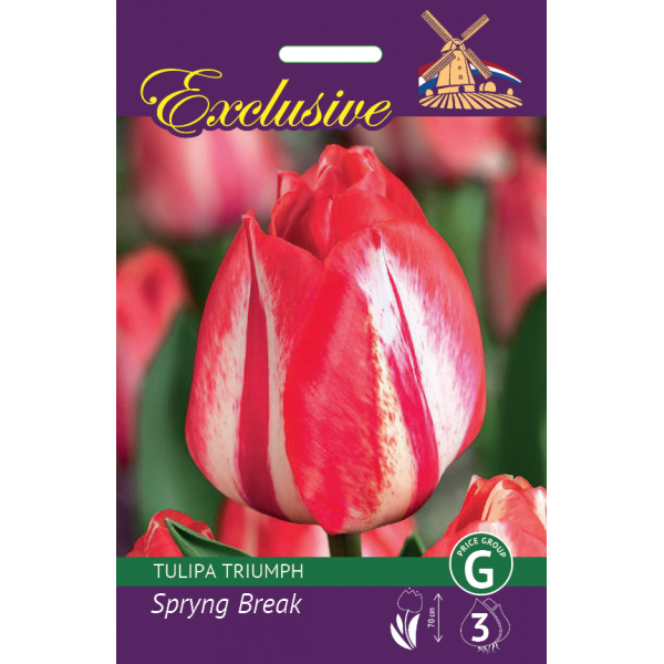 TULP EXCLUSIVE SPRYNG BREAK