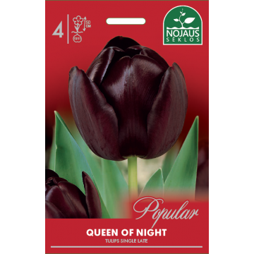 POPULAR TULP QUEEN OF NIGHT