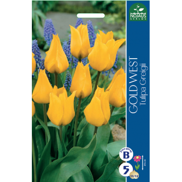 TULP GOLD WEST