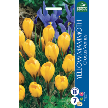 Crocus YELLOW MAMMOTH