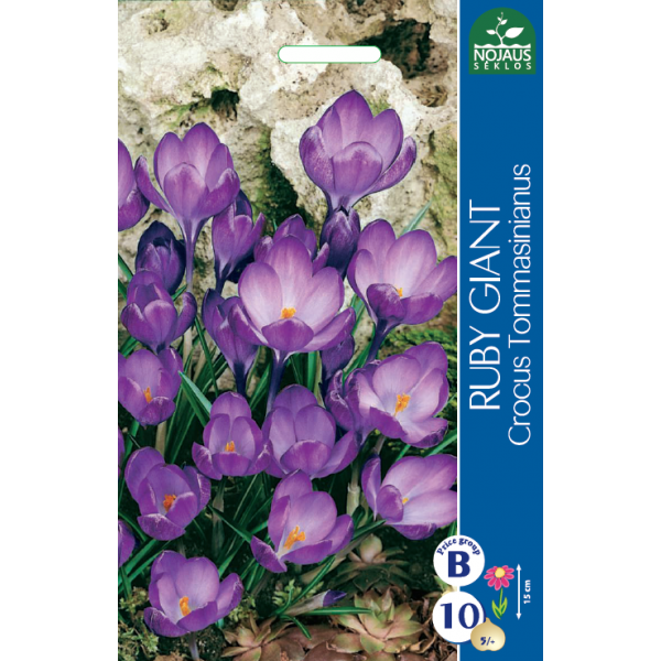 CROCUS RUBY GIANT