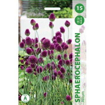 Küüslauk SPHAEROCEPHALON 15...