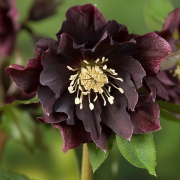 Helleborus DOUBLE ELLEN PURPLE