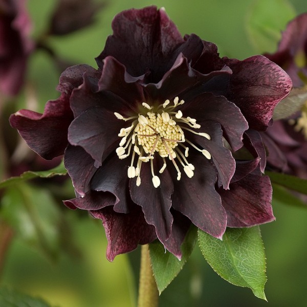 Helleborus DOUBLE ELLEN PURPLE 1tk