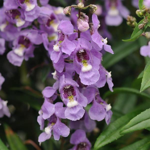 Angelonia angustifolia Blue Sky 5 seemet