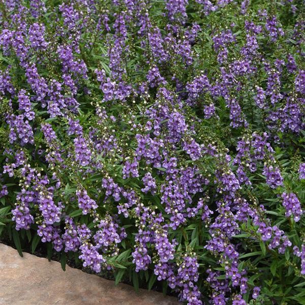 Angelonia angustifolia Blue Sky 5 seemet
