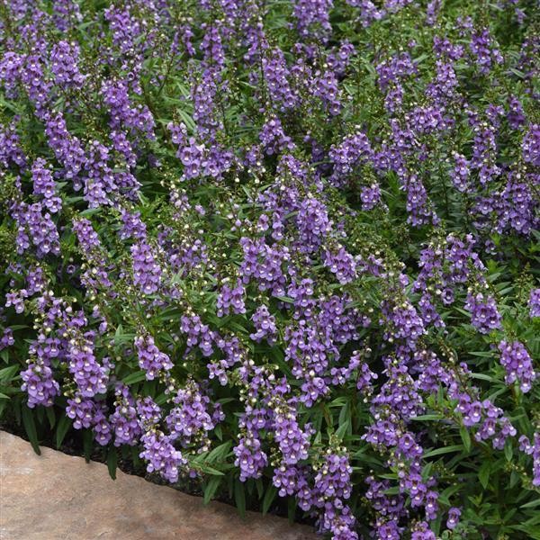 Angelonia angustifolia Blue Sky 5 seemet