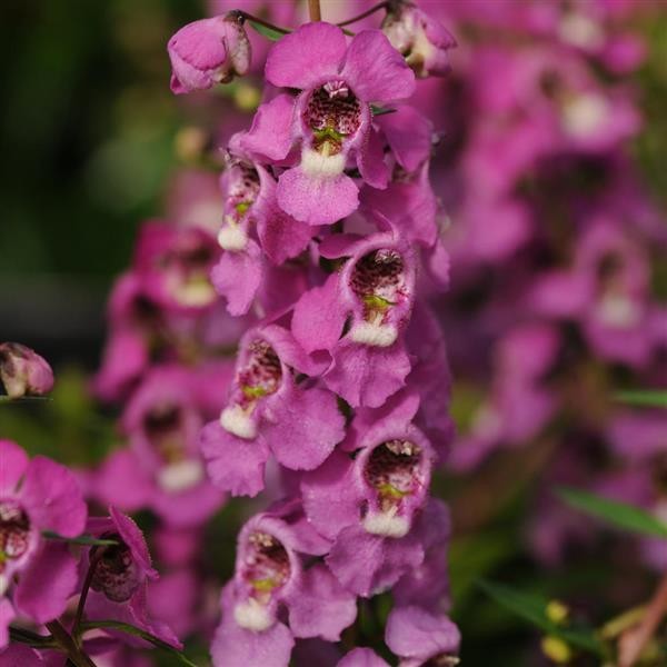 Angelonia angustifolia Raspberry 5 seemet