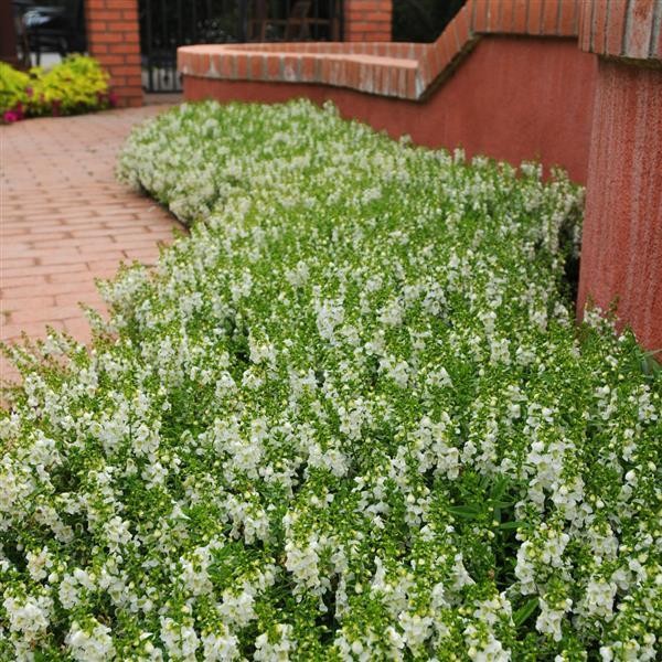 Angelonia angustifolia White 5 seemet