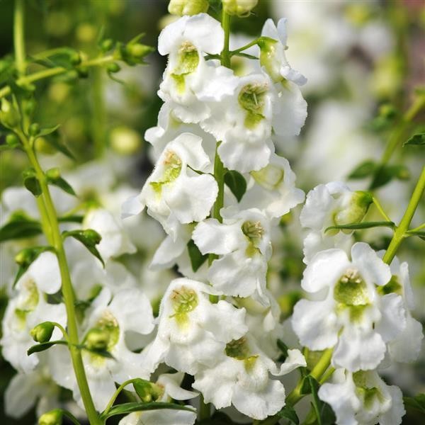 Angelonia angustifolia White 5 seemet