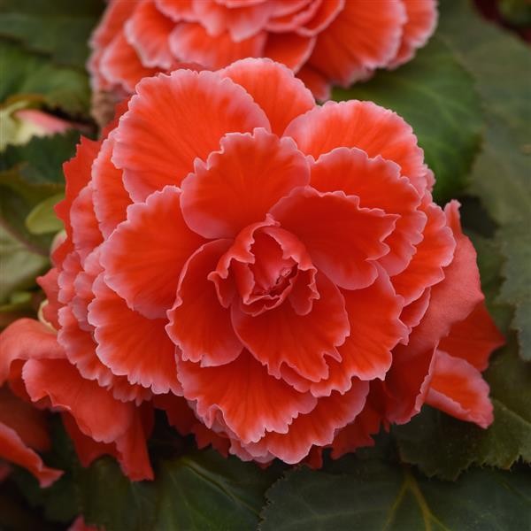 Begoonia x tuberosa Lace Red 10 seemet