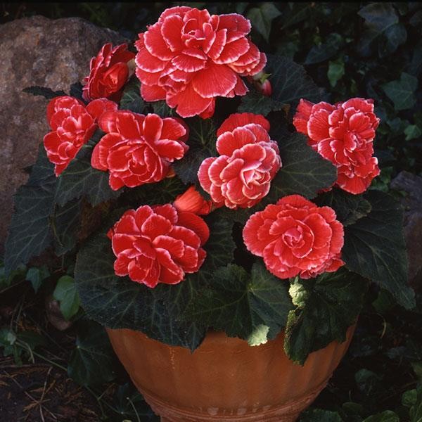 Begoonia x tuberosa Lace Red 10 seemet
