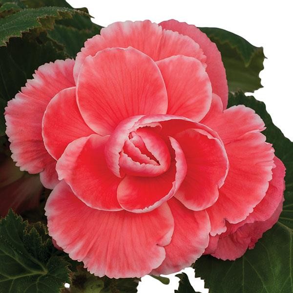 Begoonia x tuberosa Melon Lace 10 seemet