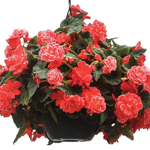 Begoonia x tuberosa Melon Lace 10 seemet